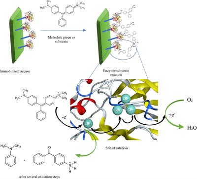 Current Development in Decolorization of Synthetic Dyes by Immobilized Laccases